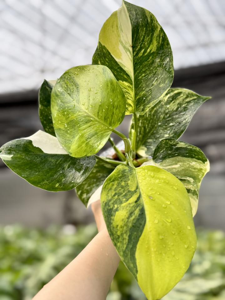New Philodendron White Wizard Tricolor  Rooted Plants - Grower's Choice