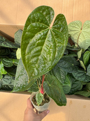4" Anthurium 'Forgetii x Luxurians' - Grower Choice