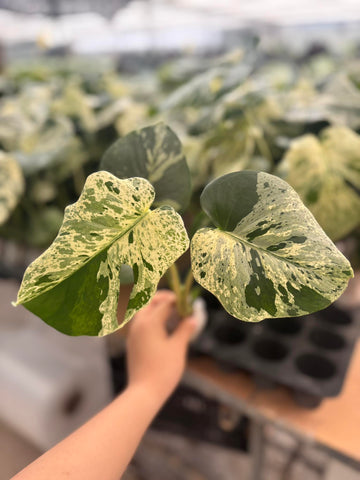 [Grower's Choice] Monstera Vietciosa full pot 2.8 inch [Pre Order 10 days]