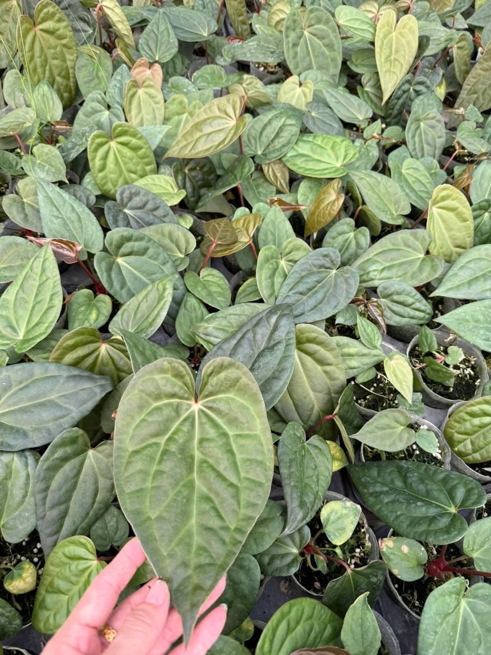4" Anthurium 'Forgetii x Luxurians' - Grower Choice