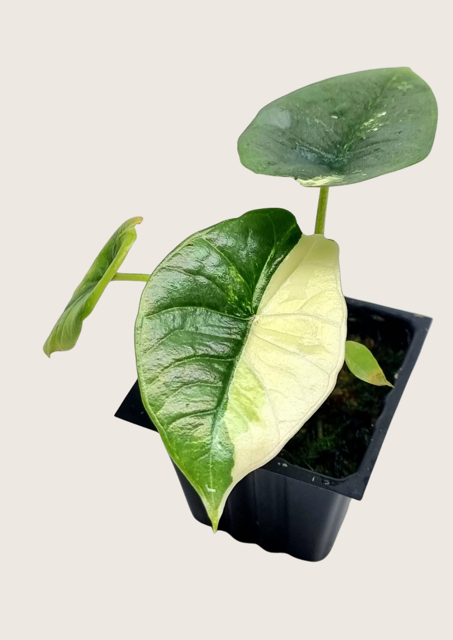 (New) Alocasia Bisma Albo Tissue Culture - Grower's Choice