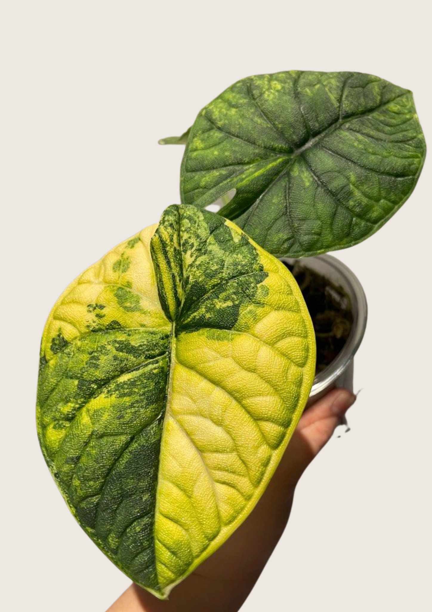 (New) Alocasia Melo Aurea Tissue Culture - Grower's Choice