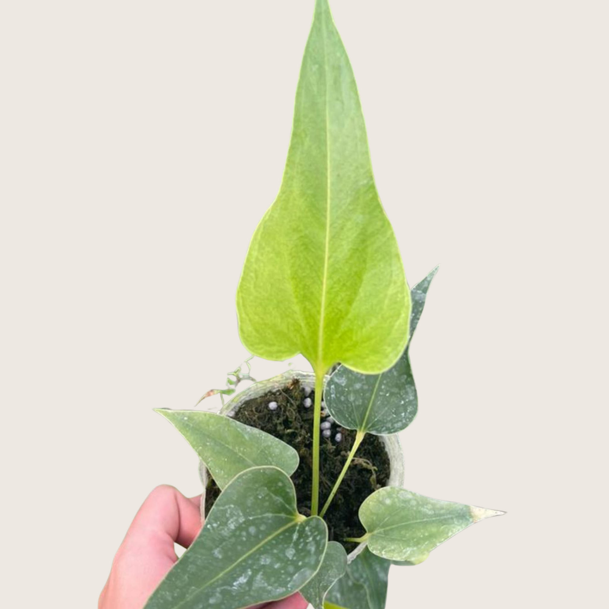 anthurium consortium Anthurium corong x Anthurium villenaorum Tissue Culture