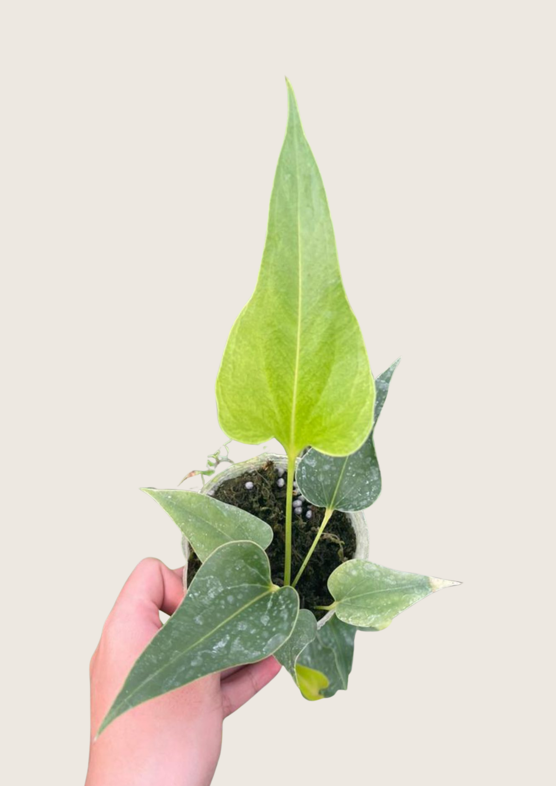 anthurium alocasia Anthurium corong x Anthurium villenaorum Tissue Culture