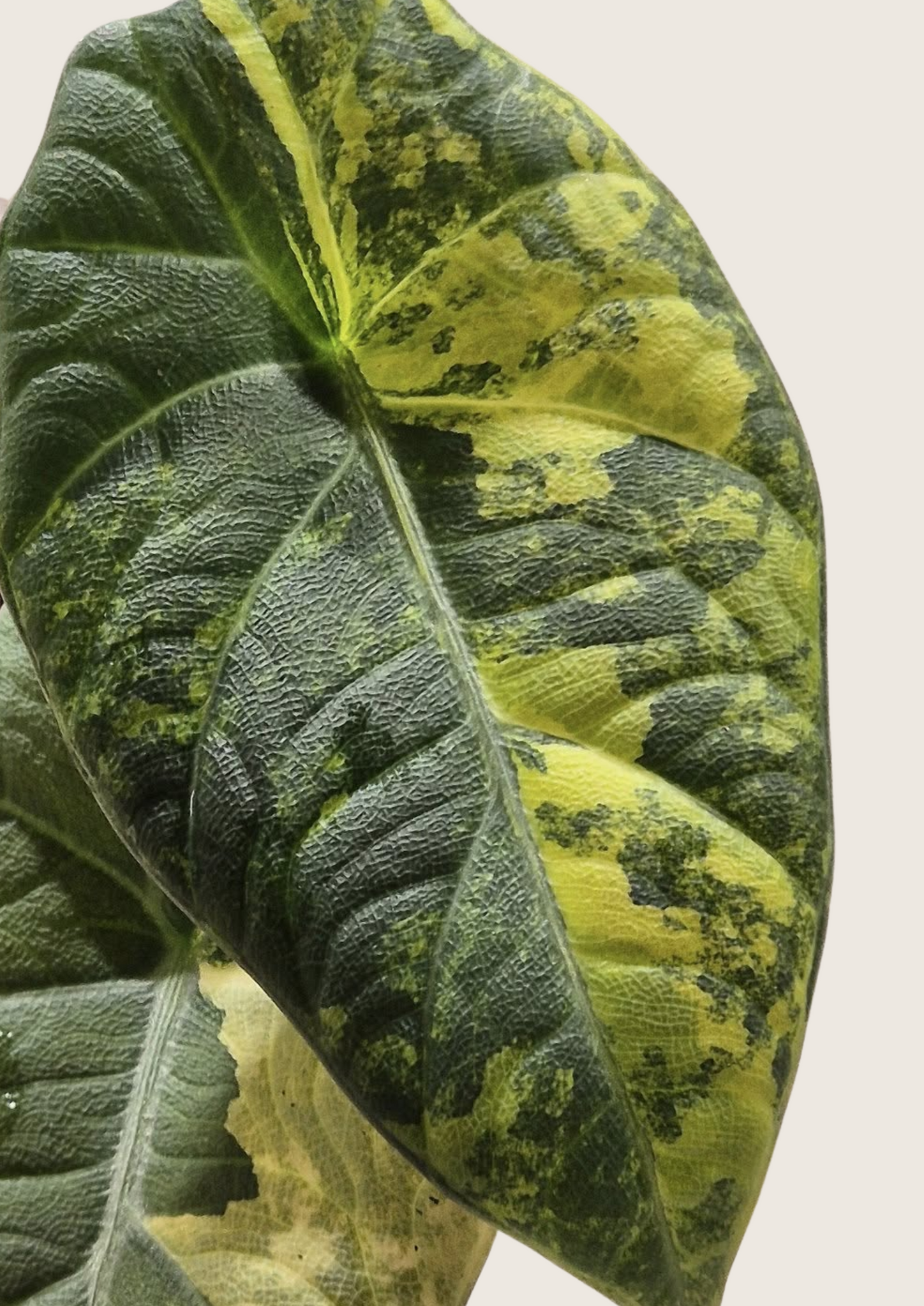anthurium maharani NEW) Alocasia Maharani Golden lime Tissue Culture Grower's Choice