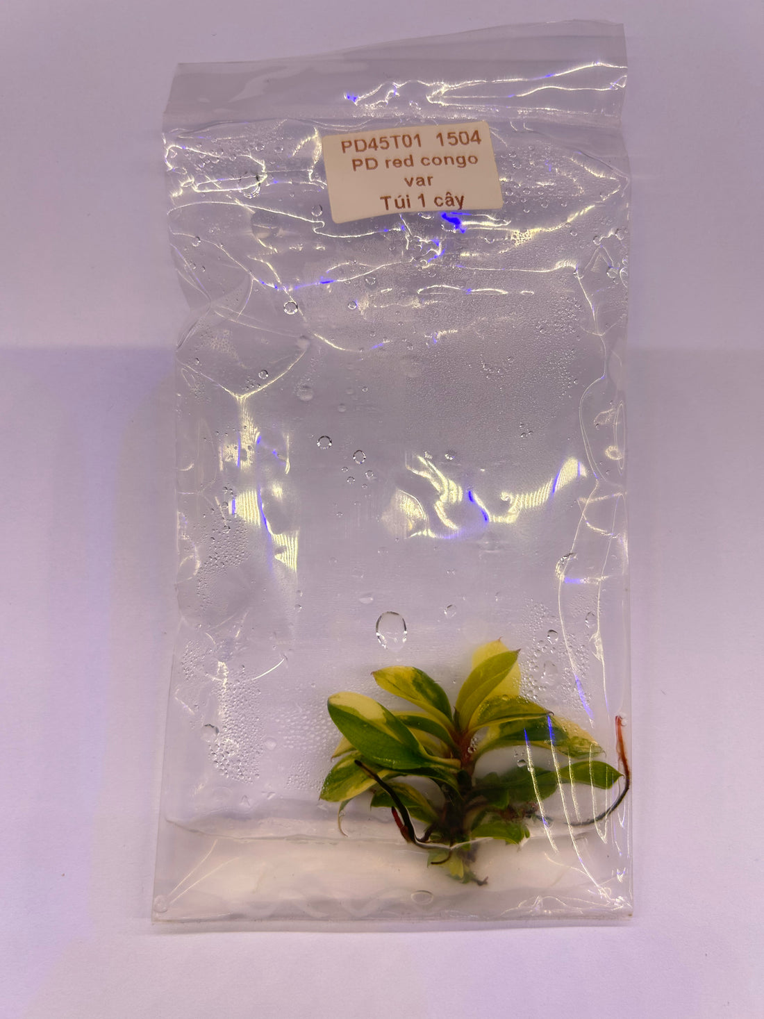 Philodendron Red Congo Variegated Tissue Culture - Grower's Choice