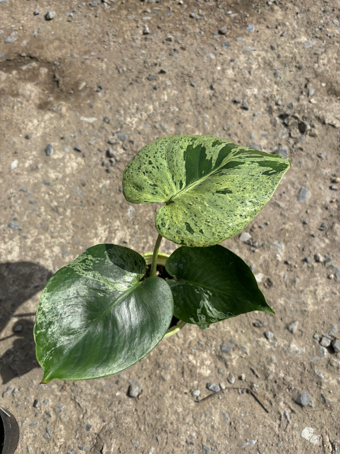 Monstera Vietciosa Pot No.01 | Pre-Order | 4 leaves with variegation