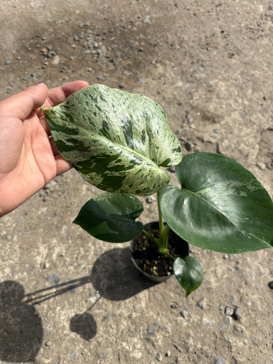 Monstera Vietciosa Pot No.02 | Pre-Order | 4 leaves with variegation