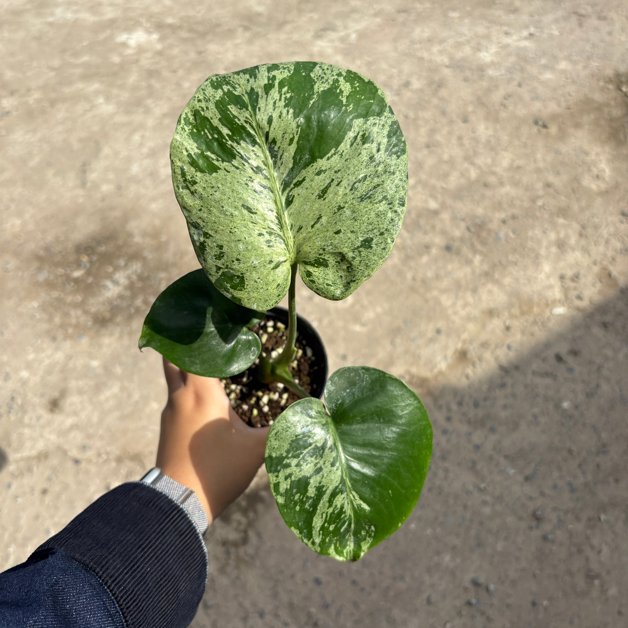 Monstera Vietciosa Pot No.03 | Pre-Order | 4 leaves with variegation