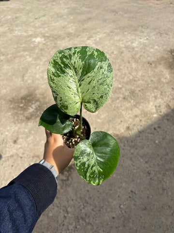 Monstera Vietciosa Pot No.03 | Pre-Order | 4 leaves with variegation