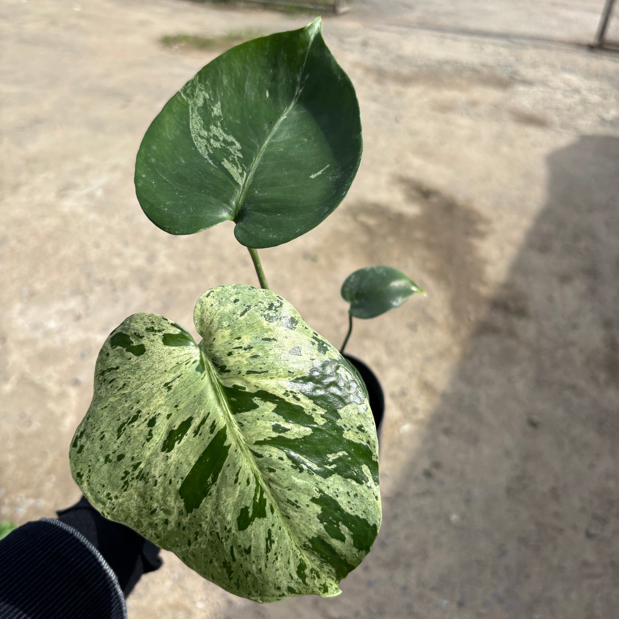 Monstera Vietciosa Pot No.02 | Pre-Order | 4 leaves with variegation