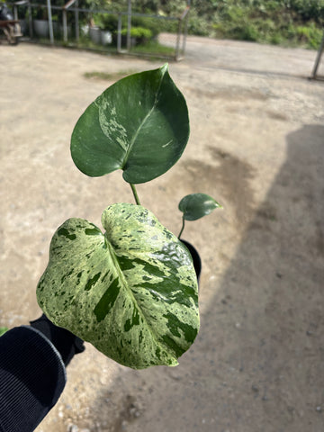 Monstera Vietciosa Pot No.02 | Pre-Order | 4 leaves with variegation