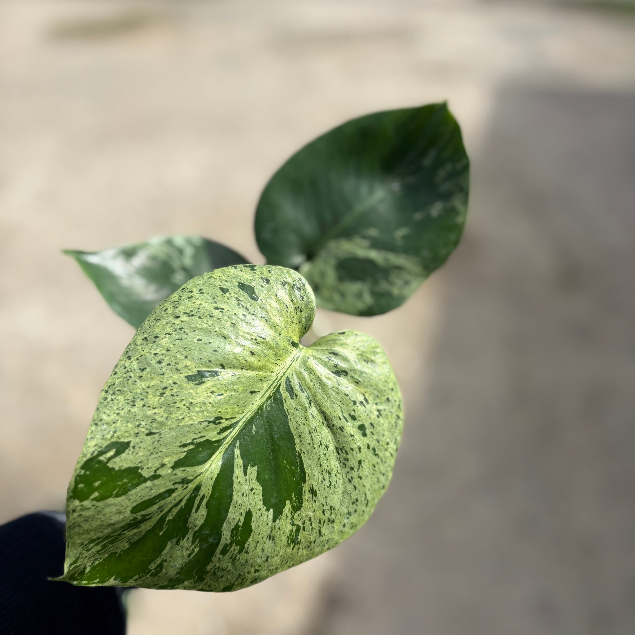 Monstera Vietciosa Pot No.01 | Pre-Order | 4 leaves with variegation