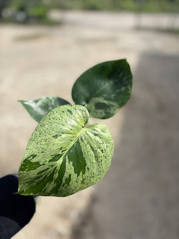 Monstera Vietciosa Pot No.01 | Pre-Order | 4 leaves with variegation