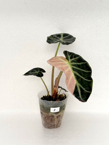 [NO.01] Mature Alocasia Balloon Heart Pink Variegated | Exact Plant | Pre-Order 7 days