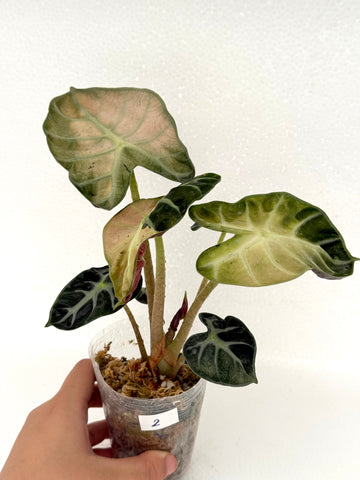 [NO.02] Mature Alocasia Balloon Heart Pink Variegated | Exact Plant | Pre-Order 7 days