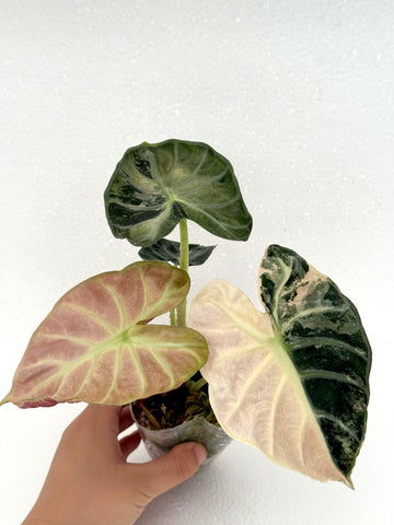 [NO.03] Mature Alocasia Balloon Heart Pink Variegated | Exact Plant | Pre-Order 7 days