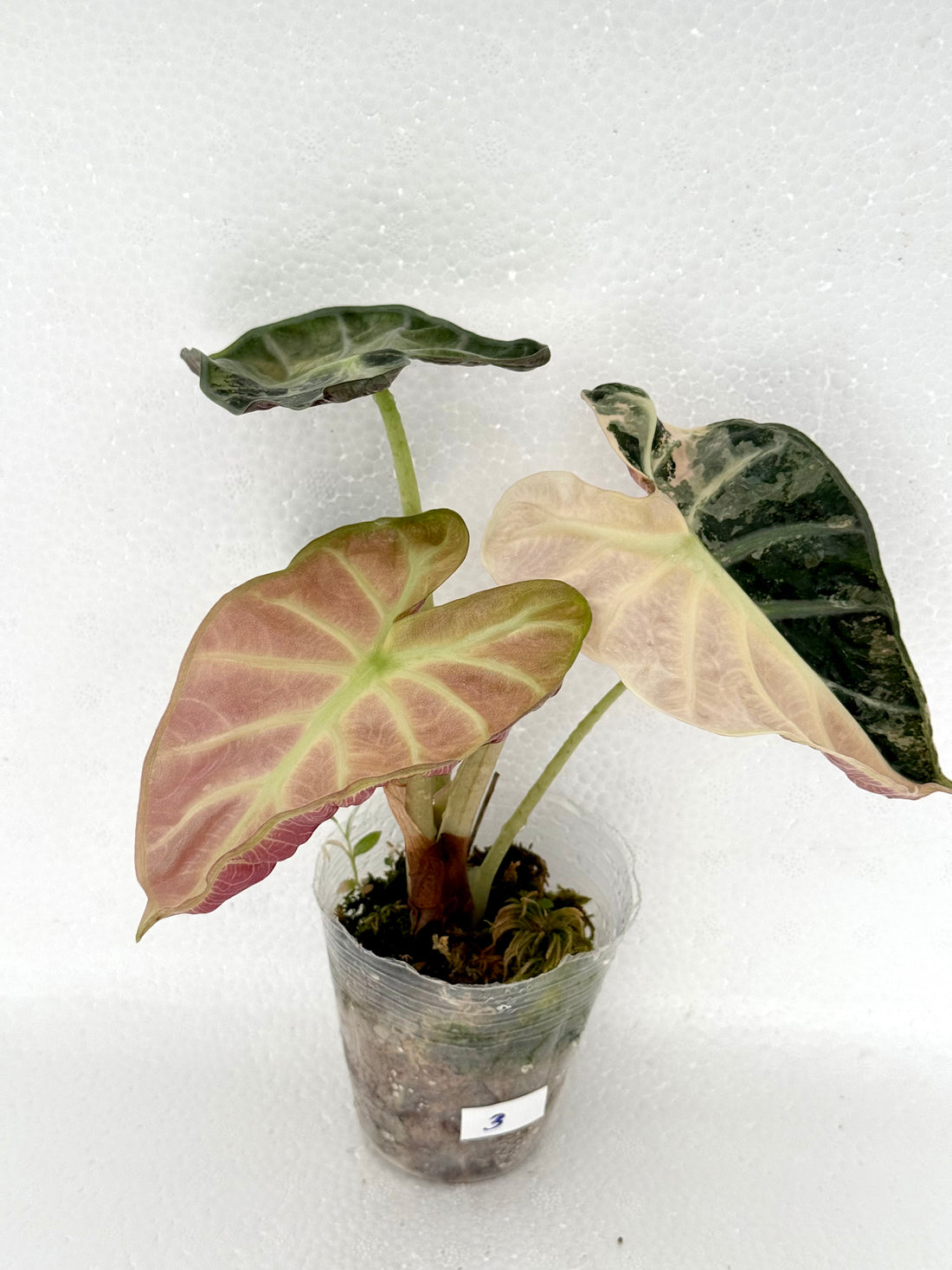 [NO.03] Mature Alocasia Balloon Heart Pink Variegated | Exact Plant | Pre-Order 7 days