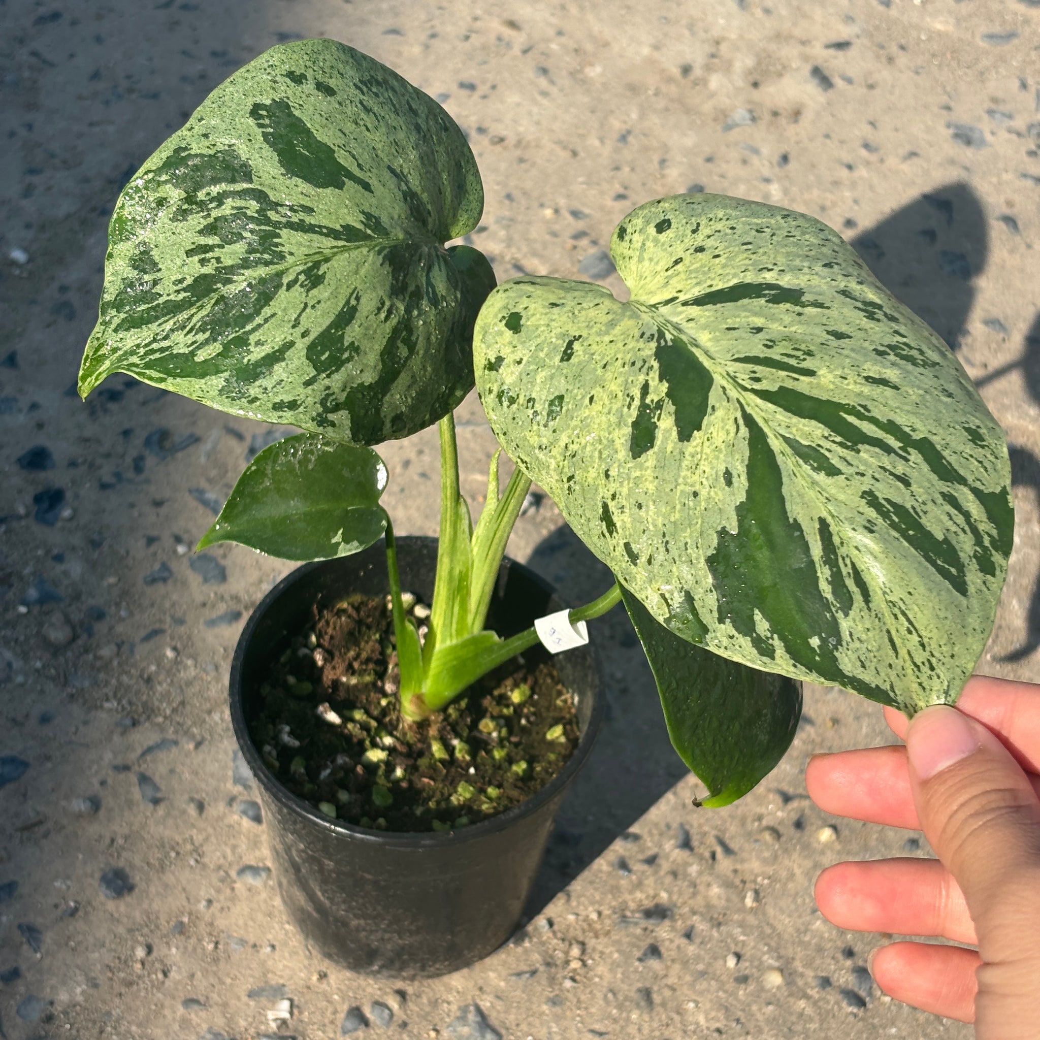 Monstera Vietciosa Pot Code 91 | Pre-Order | 4 leaves with variegation