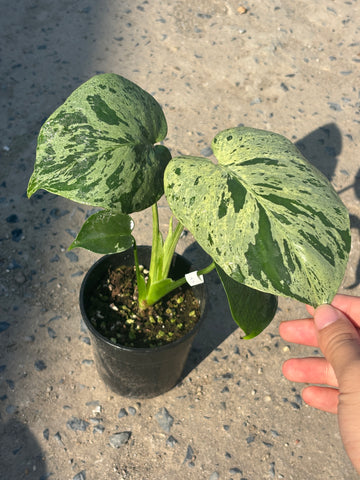 Monstera Vietciosa Pot Code 91 | Pre-Order | 4 leaves with variegation