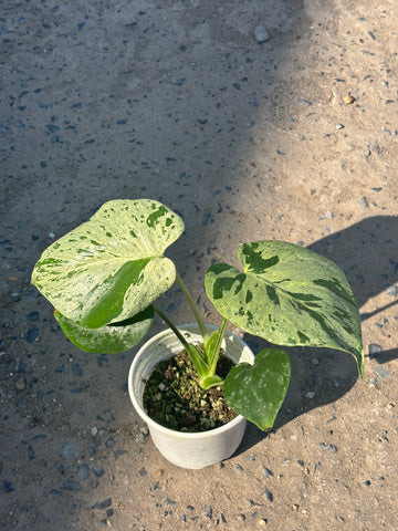 Monstera Vietciosa Pot Code 92 | Pre-Order | 4 leaves with variegation