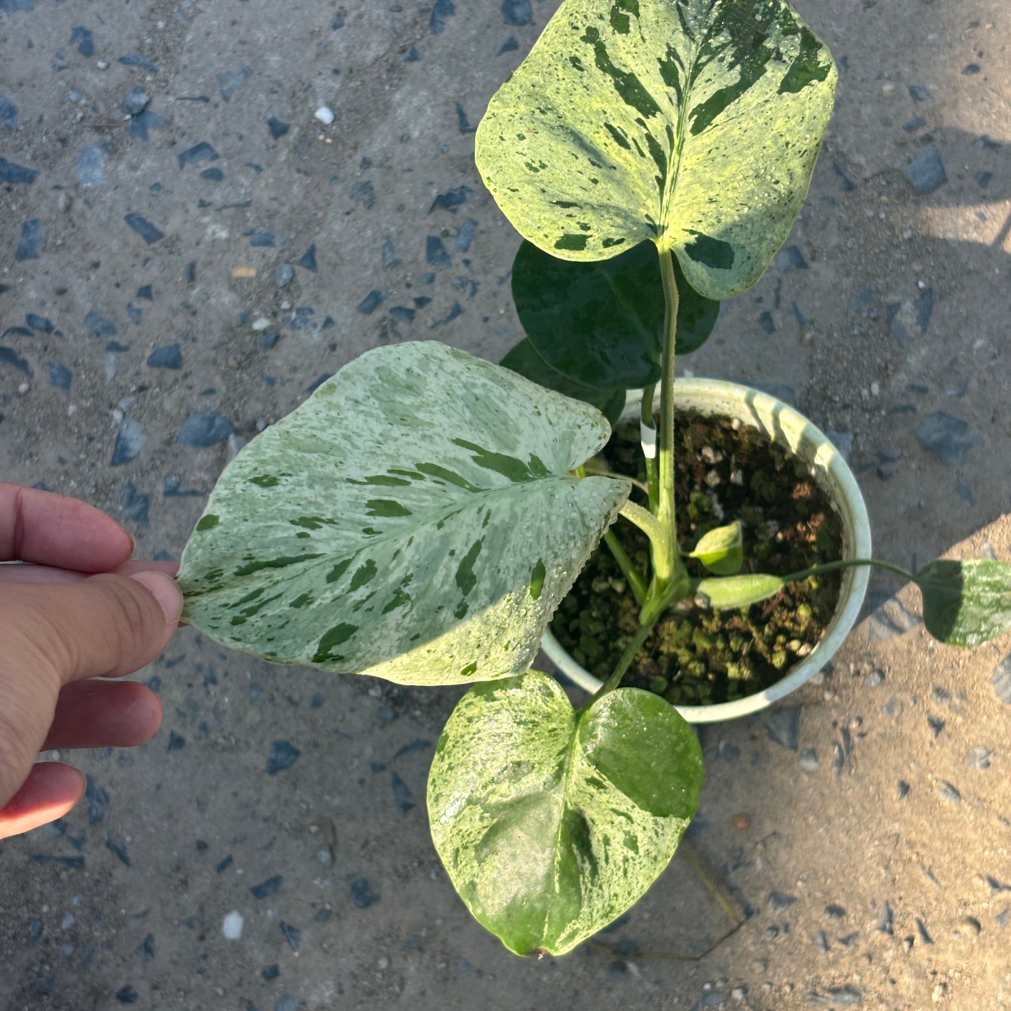 Monstera Vietciosa Pot Code 93 | Pre-Order | 4 leaves with variegation