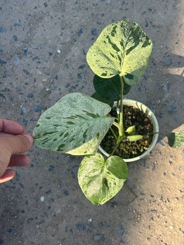 Monstera Vietciosa Pot Code 93 | Pre-Order | 4 leaves with variegation