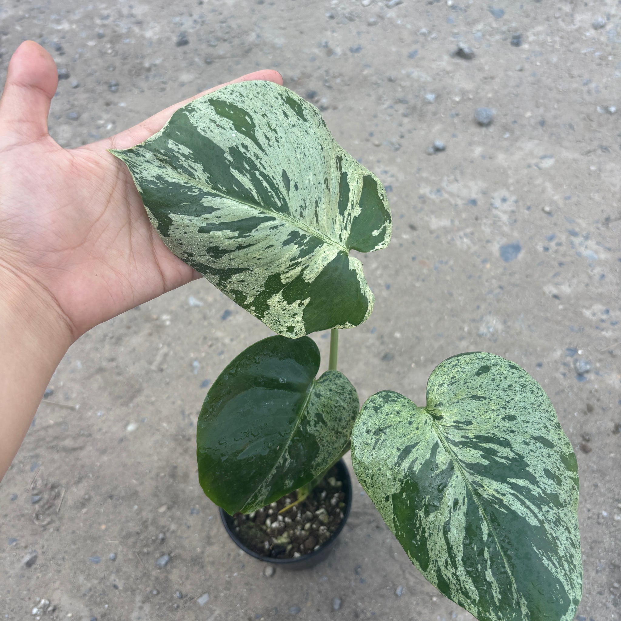 Monstera Vietciosa Pot Code 94 | Pre-Order | high variegation 3.5 inch pot size
