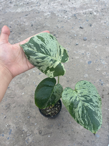 Monstera Vietciosa Pot Code 94 | Pre-Order | high variegation 3.5 inch pot size