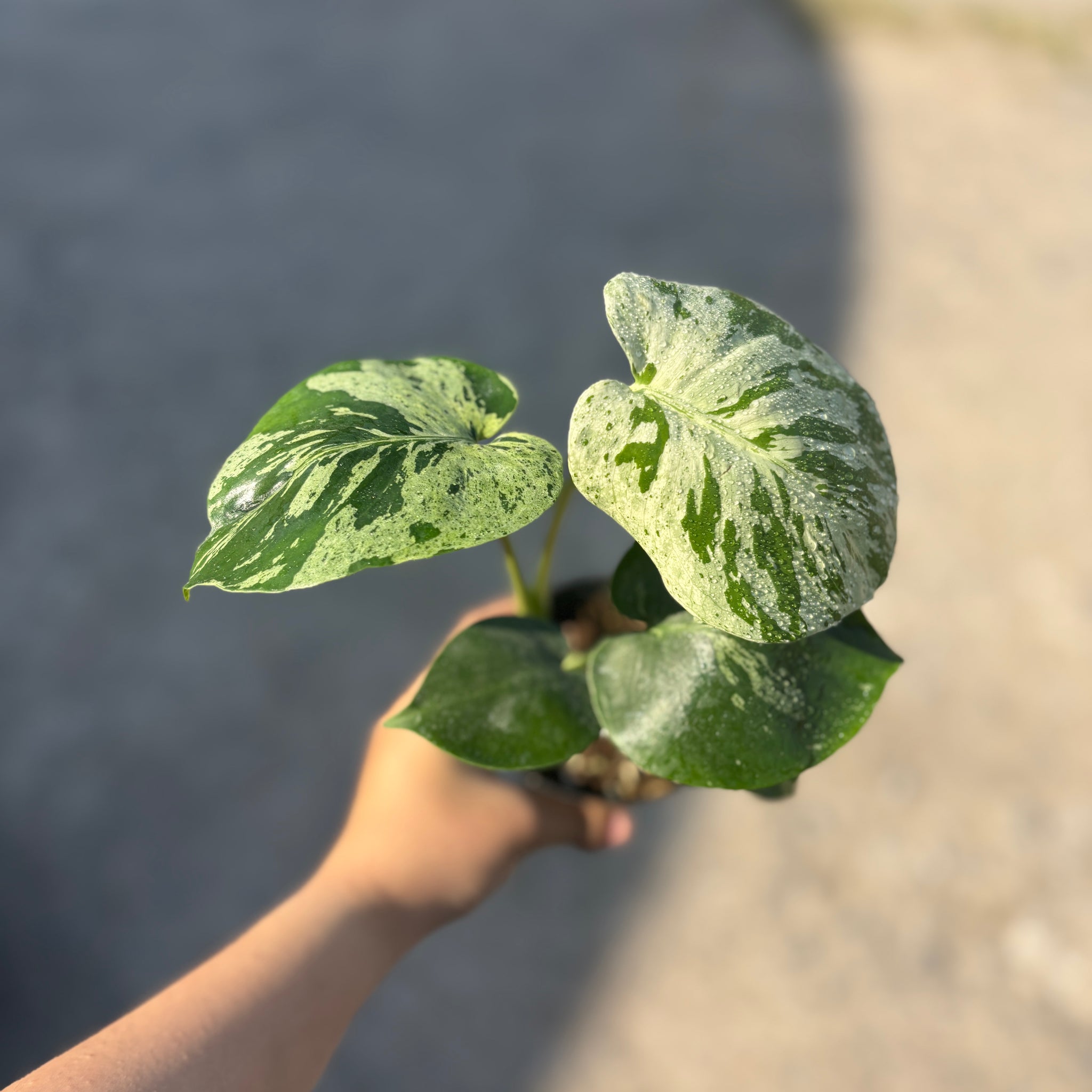 Monstera Vietciosa Pot Code 95 | Pre-Order | high variegation 3.5 inch pot size