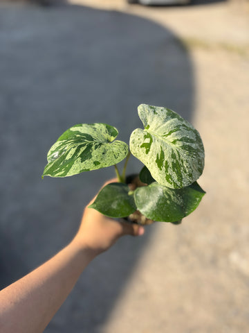 Monstera Vietciosa Pot Code 95 | Pre-Order | high variegation 3.5 inch pot size