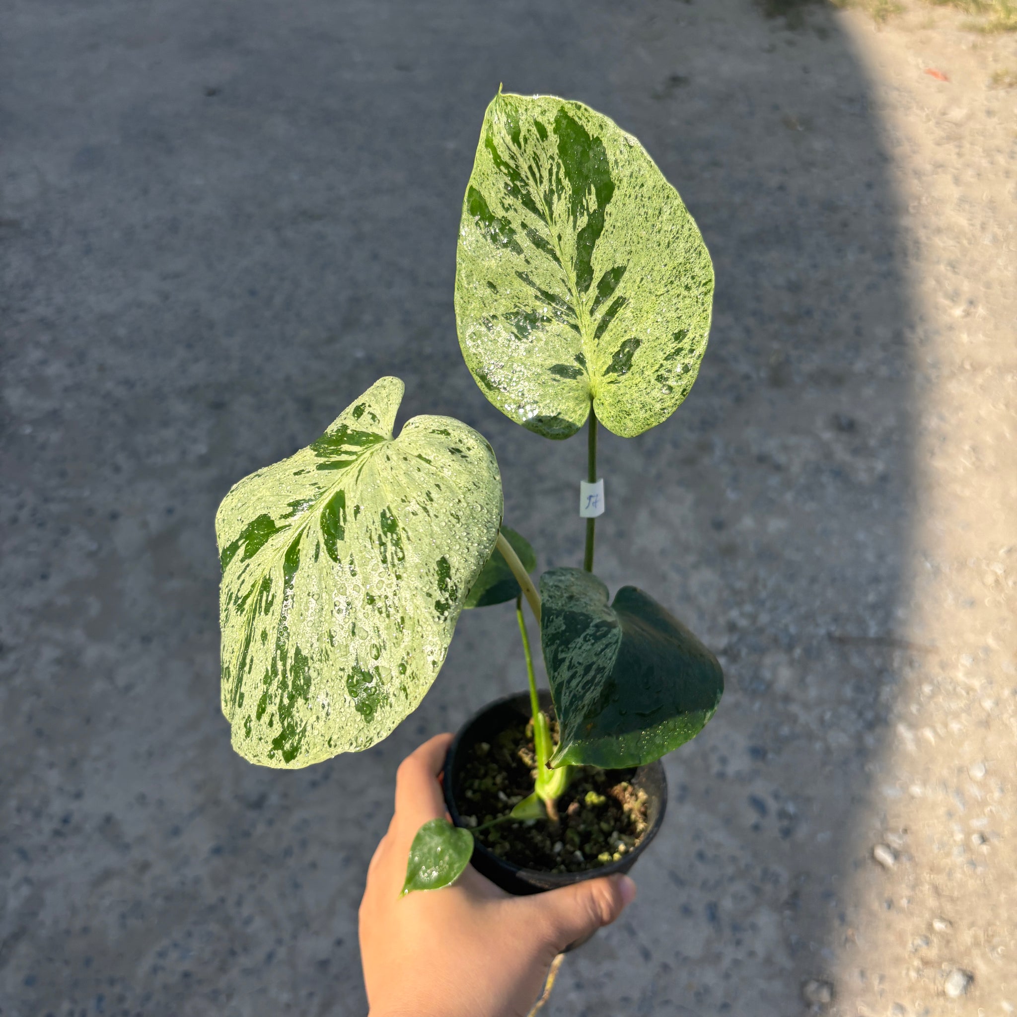 Monstera Vietciosa Pot Code 97 | Pre-Order | high variegation 3.5 inch pot size