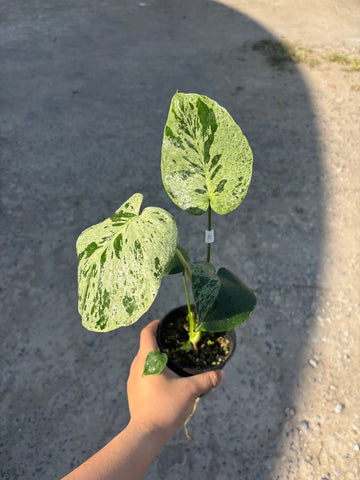 Monstera Vietciosa Pot Code 97 | Pre-Order | high variegation 3.5 inch pot size