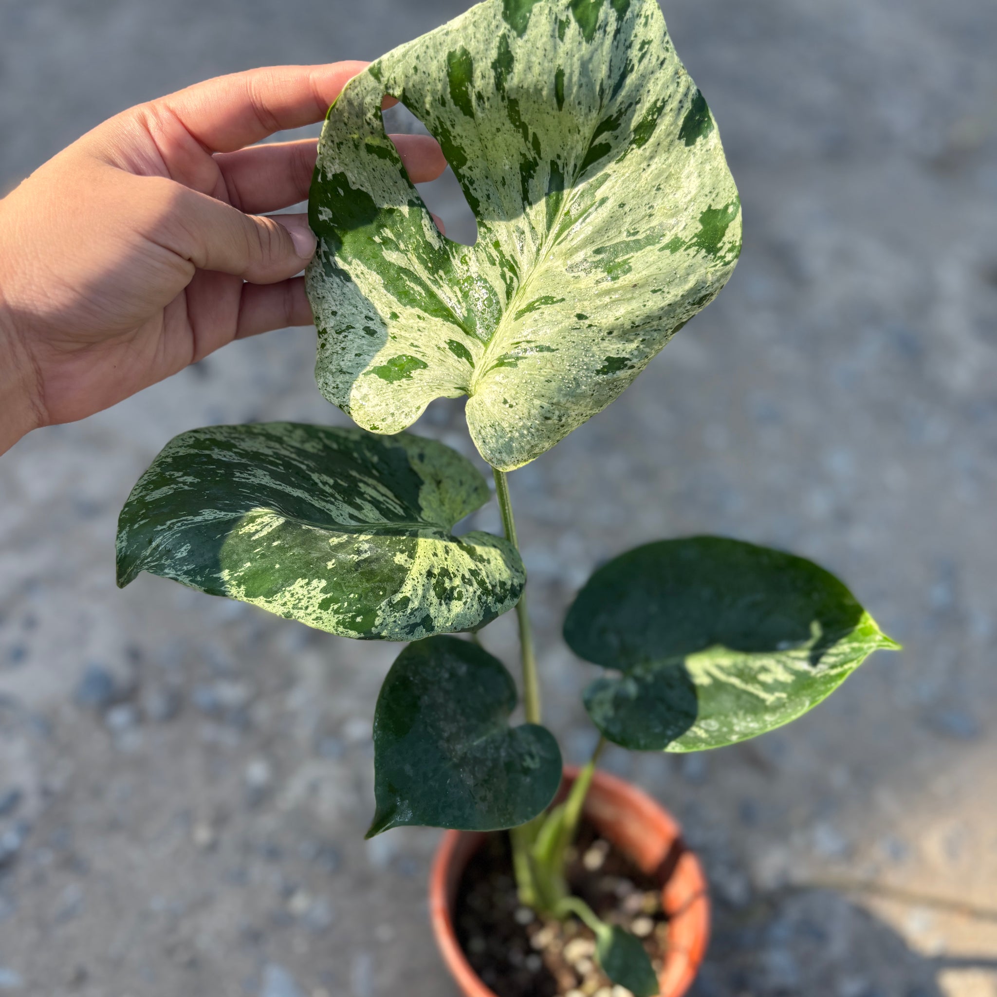 Monstera Vietciosa Pot Code 98 | Pre-Order | high variegation 3.5 inch pot size