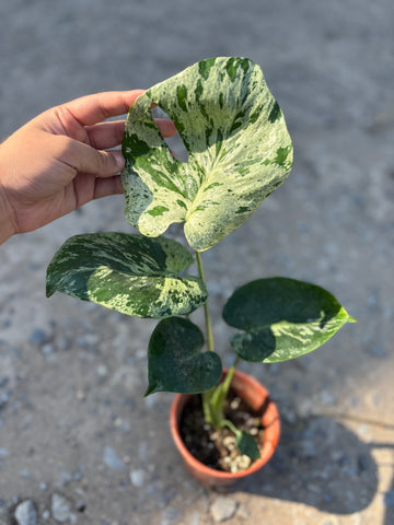 Monstera Vietciosa Pot Code 98 | Pre-Order | high variegation 3.5 inch pot size