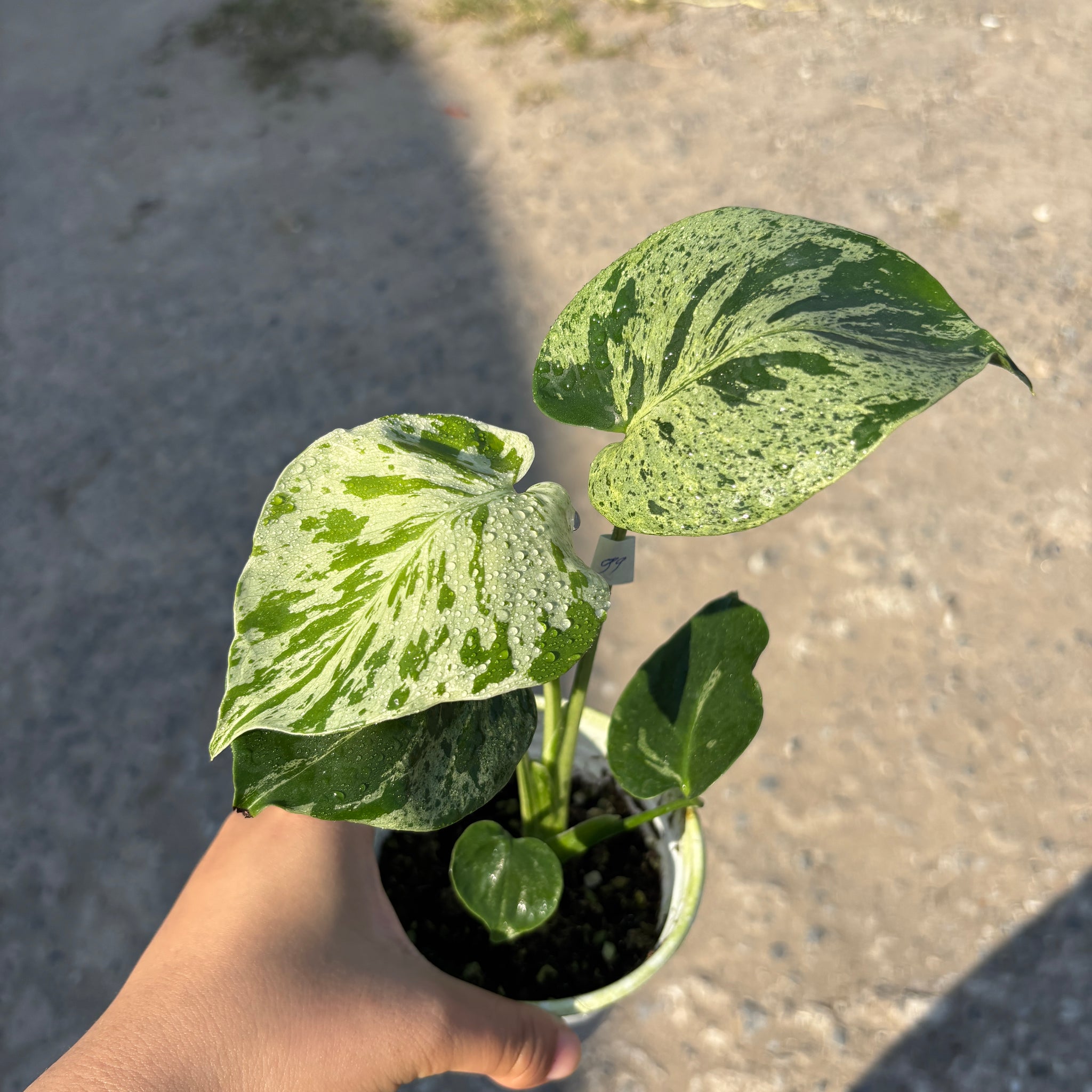 Monstera Vietciosa Pot Code 99 | Pre-Order | high variegation 3.5 inch pot size (very cute)