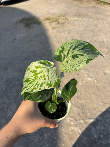 Monstera Vietciosa Pot Code 99 | Pre-Order | high variegation 3.5 inch pot size (very cute)