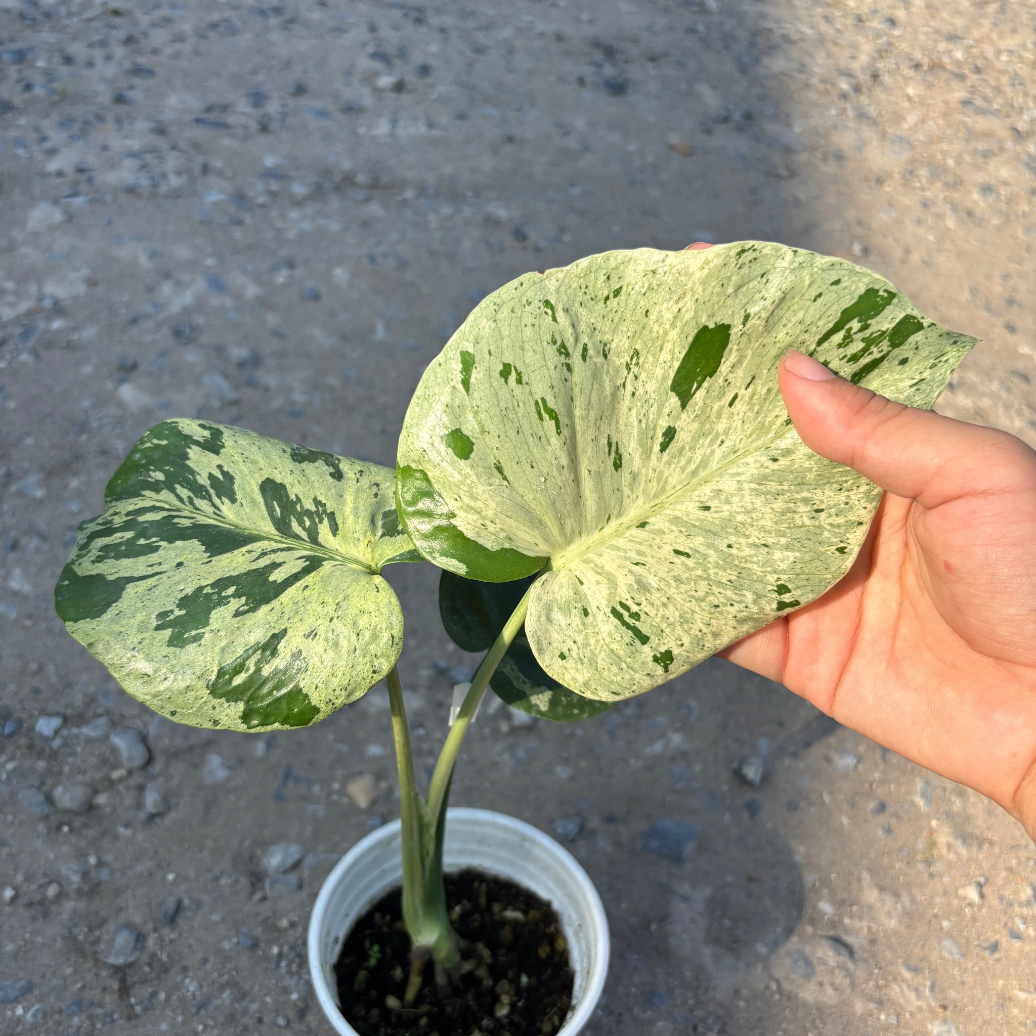 Monstera Vietciosa Pot Code 100 | Pre-Order | high variegation 3.5 inch pot size