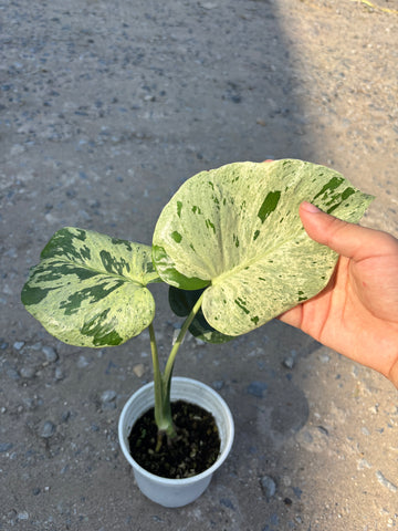Monstera Vietciosa Pot Code 100 | Pre-Order | high variegation 3.5 inch pot size