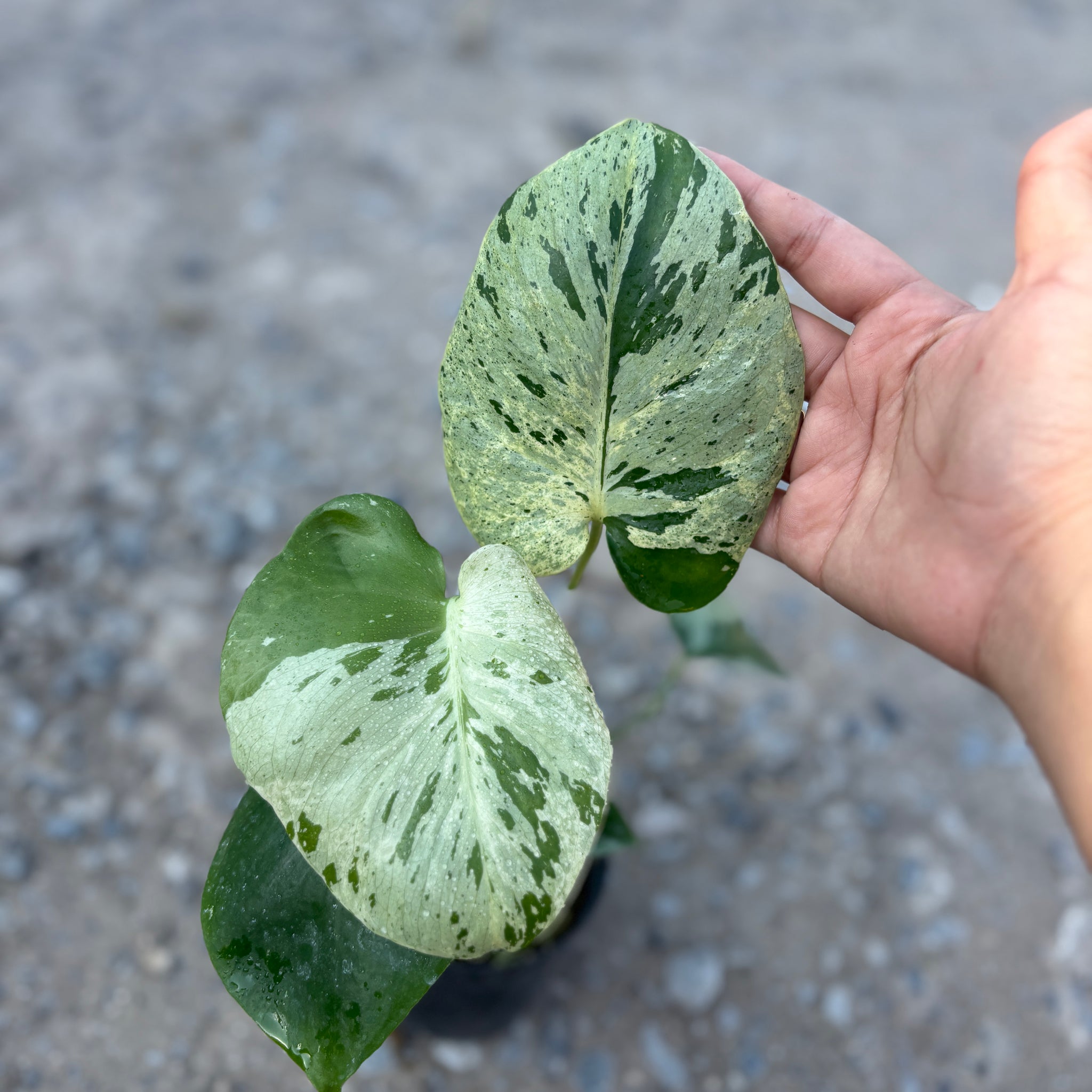 Monstera Vietciosa Pot Code 102| Pre-Order | high variegation 3.5 inch pot size