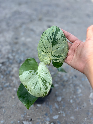 Monstera Vietciosa Pot Code 102| Pre-Order | high variegation 3.5 inch pot size