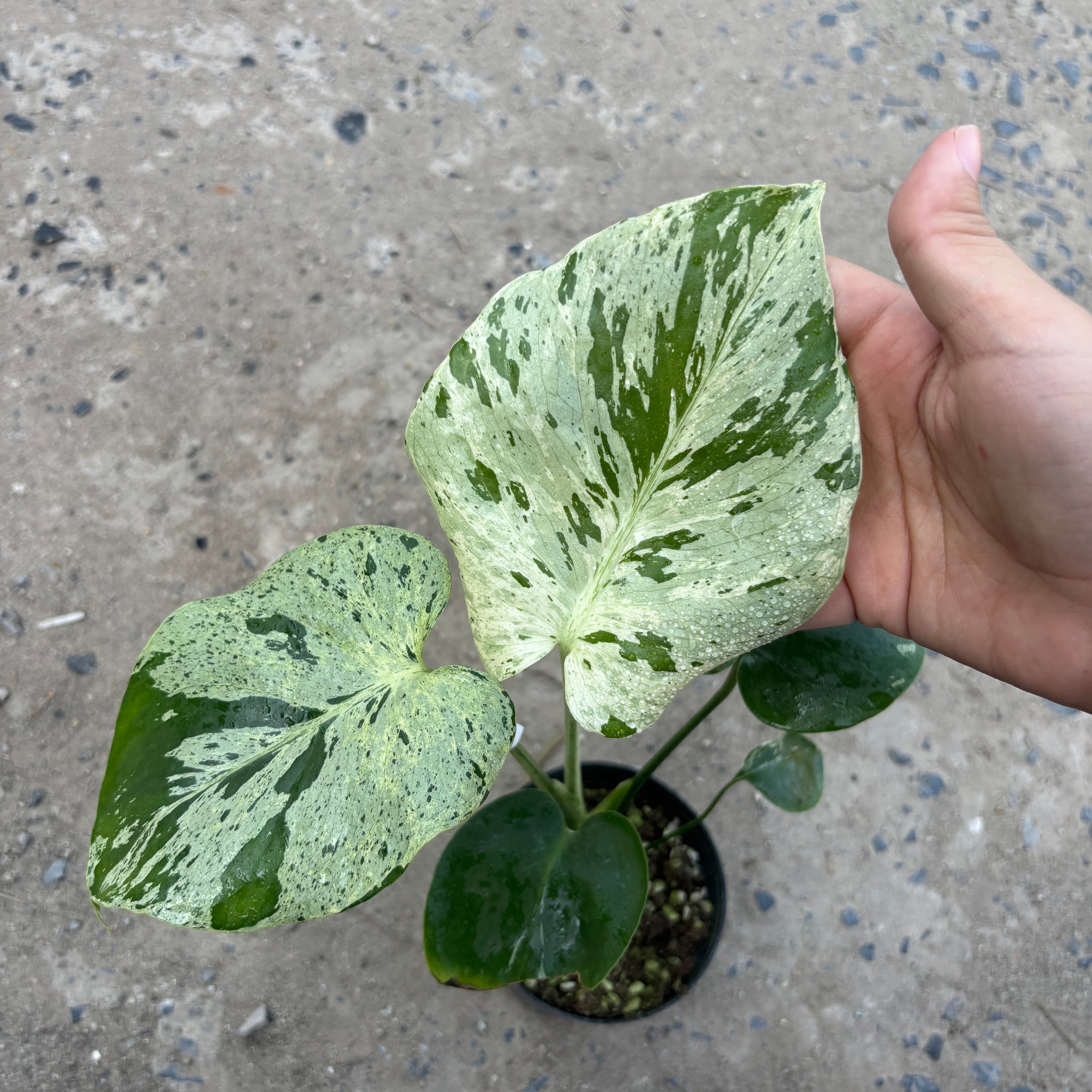 Monstera Vietciosa Pot Code 101| Pre-Order | high variegation 3.5 inch pot size