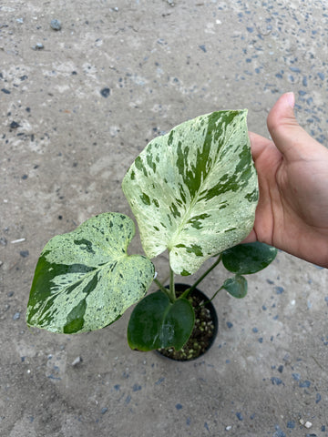 Monstera Vietciosa Pot Code 101| Pre-Order | high variegation 3.5 inch pot size