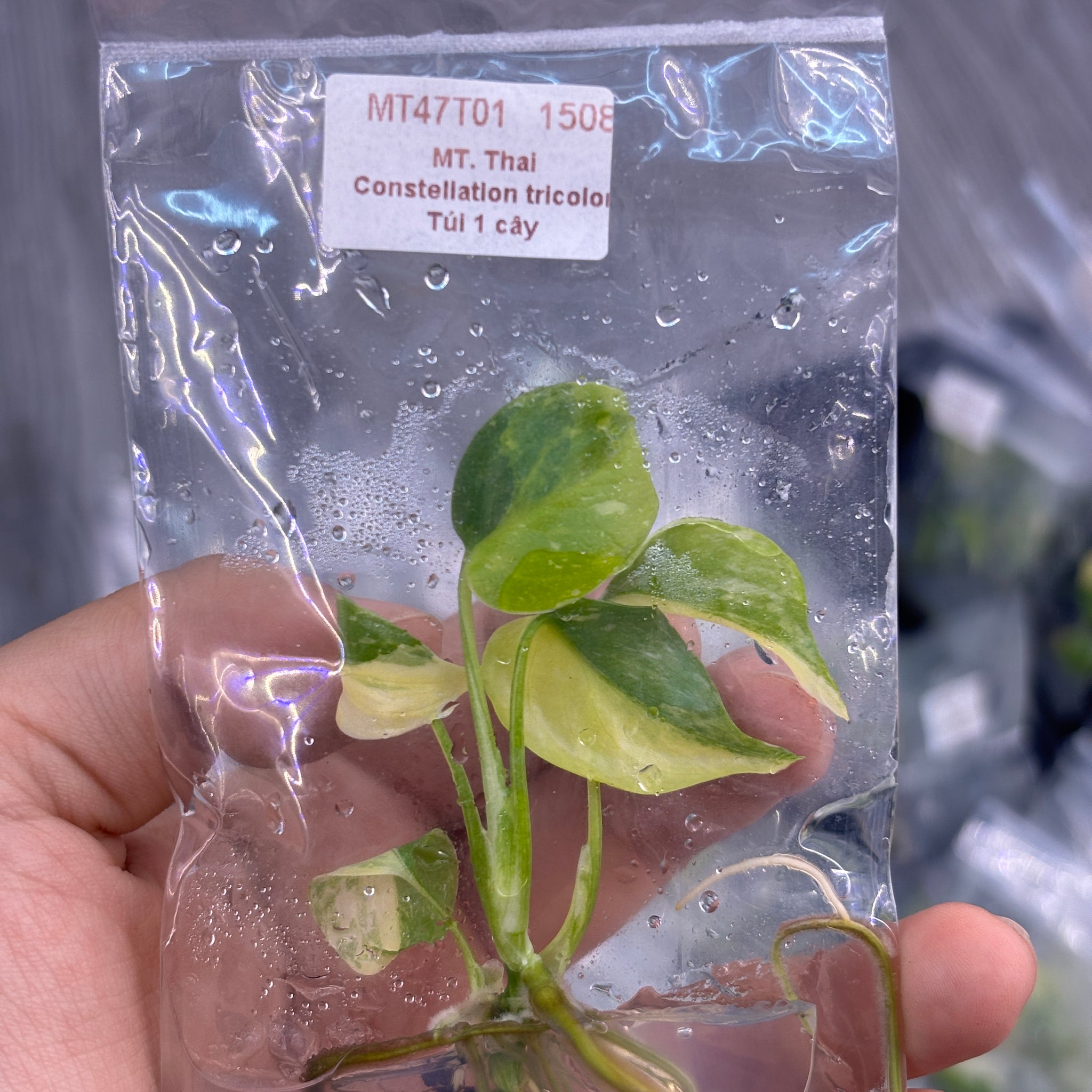 Monstera Thai Constellation Tricolor TC | Pre-Order | No 01