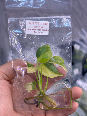 Monstera Thai Constellation Tricolor TC | Pre-Order | No 01