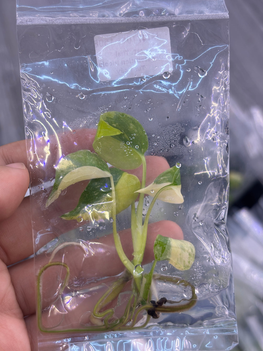 Monstera Thai Constellation Tricolor TC | Pre-Order | No 01