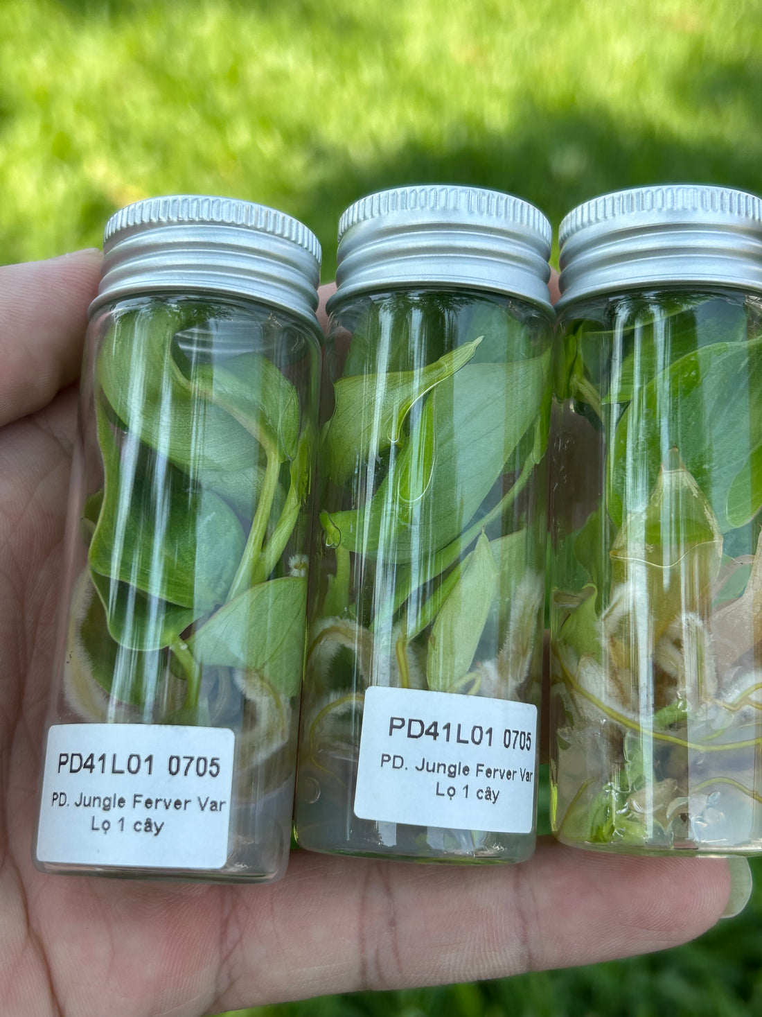 Philodendron Jungle Fever Yellow Tissue Culture - Grower's Choice