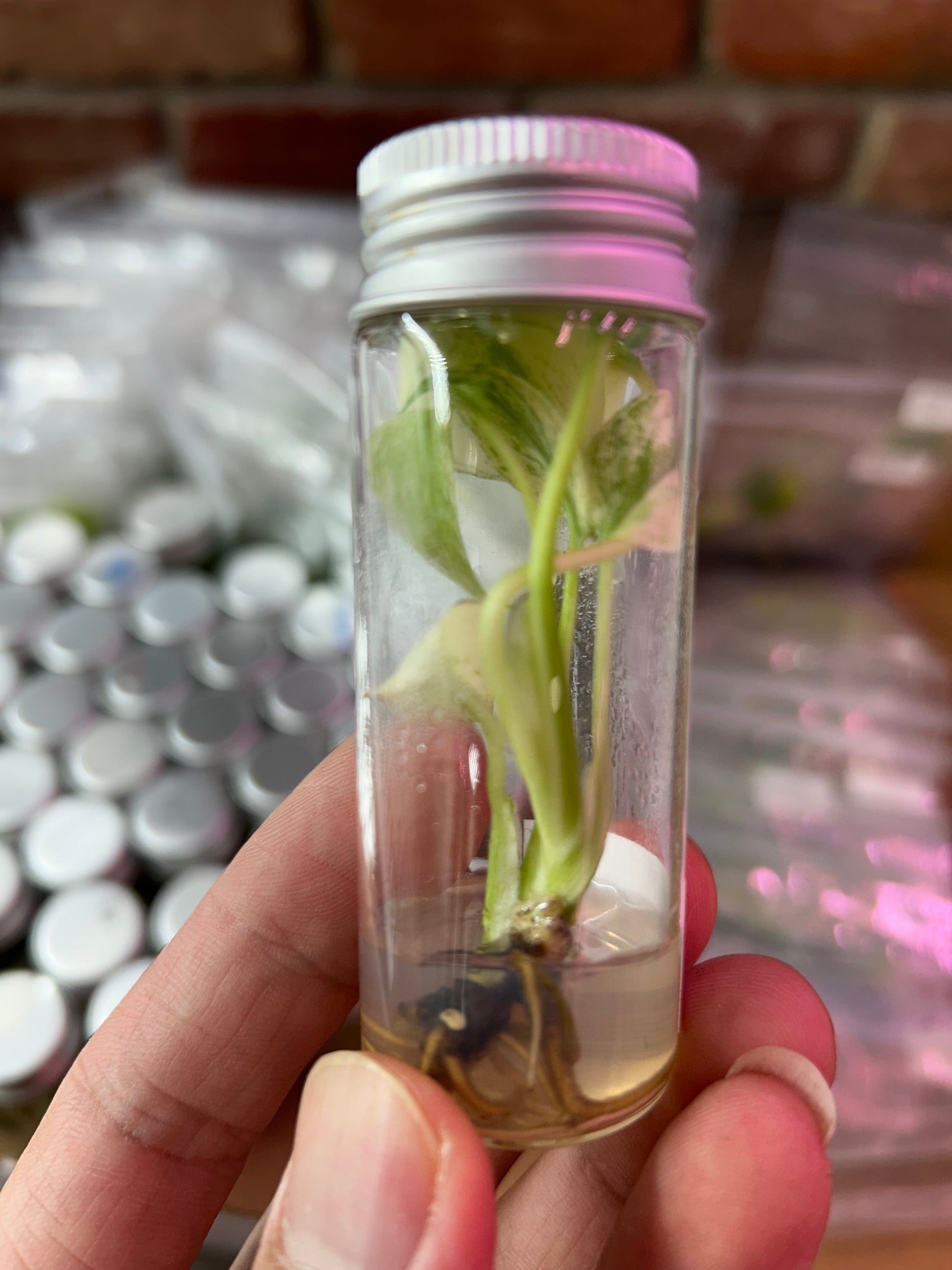 monstera tissue culture for sale Monstera Deliciosa Albo Tissue Culture