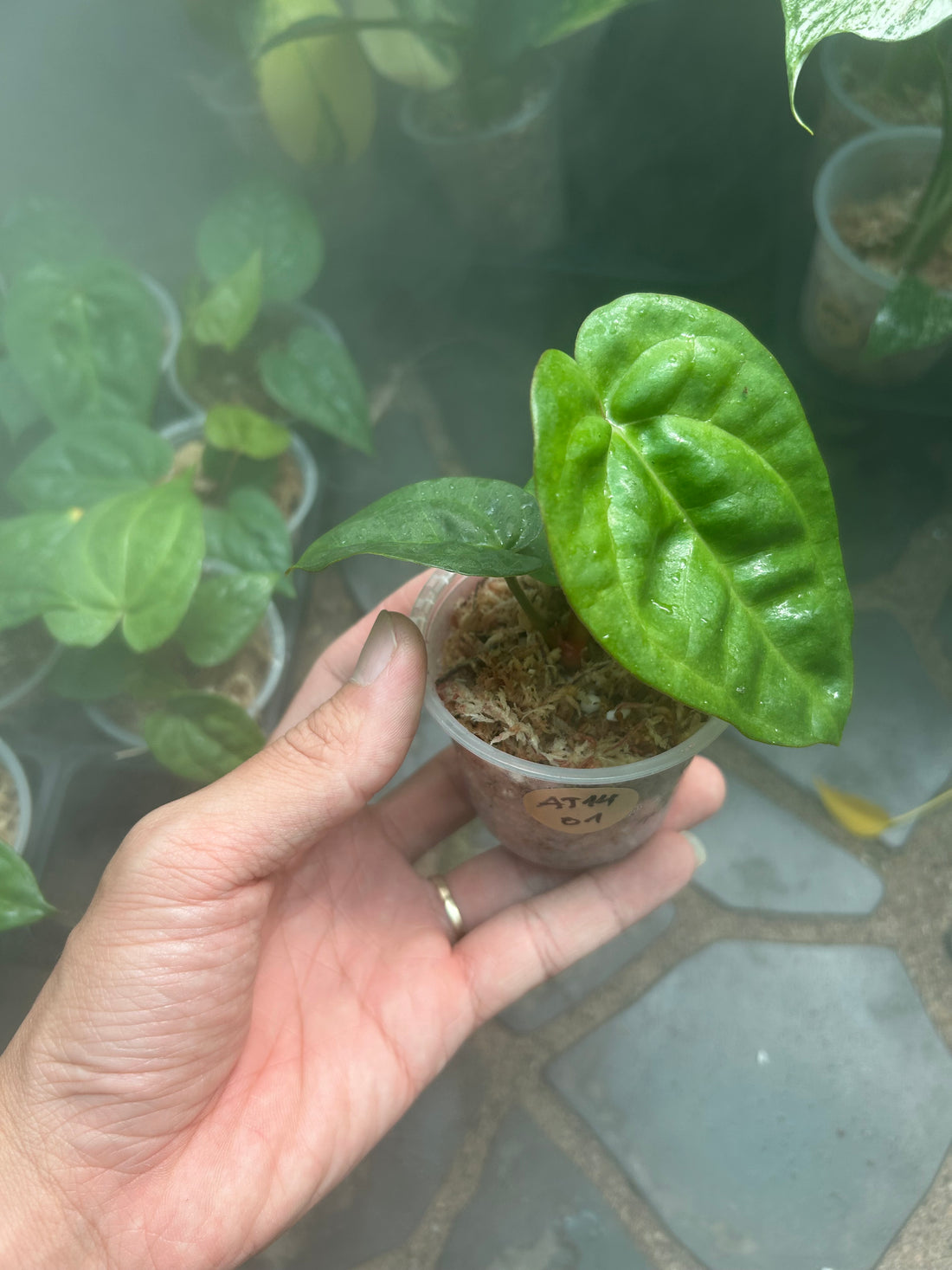 Anthurium. Crystal dark x lux black velvet Rooted Plants - Grower's Choice