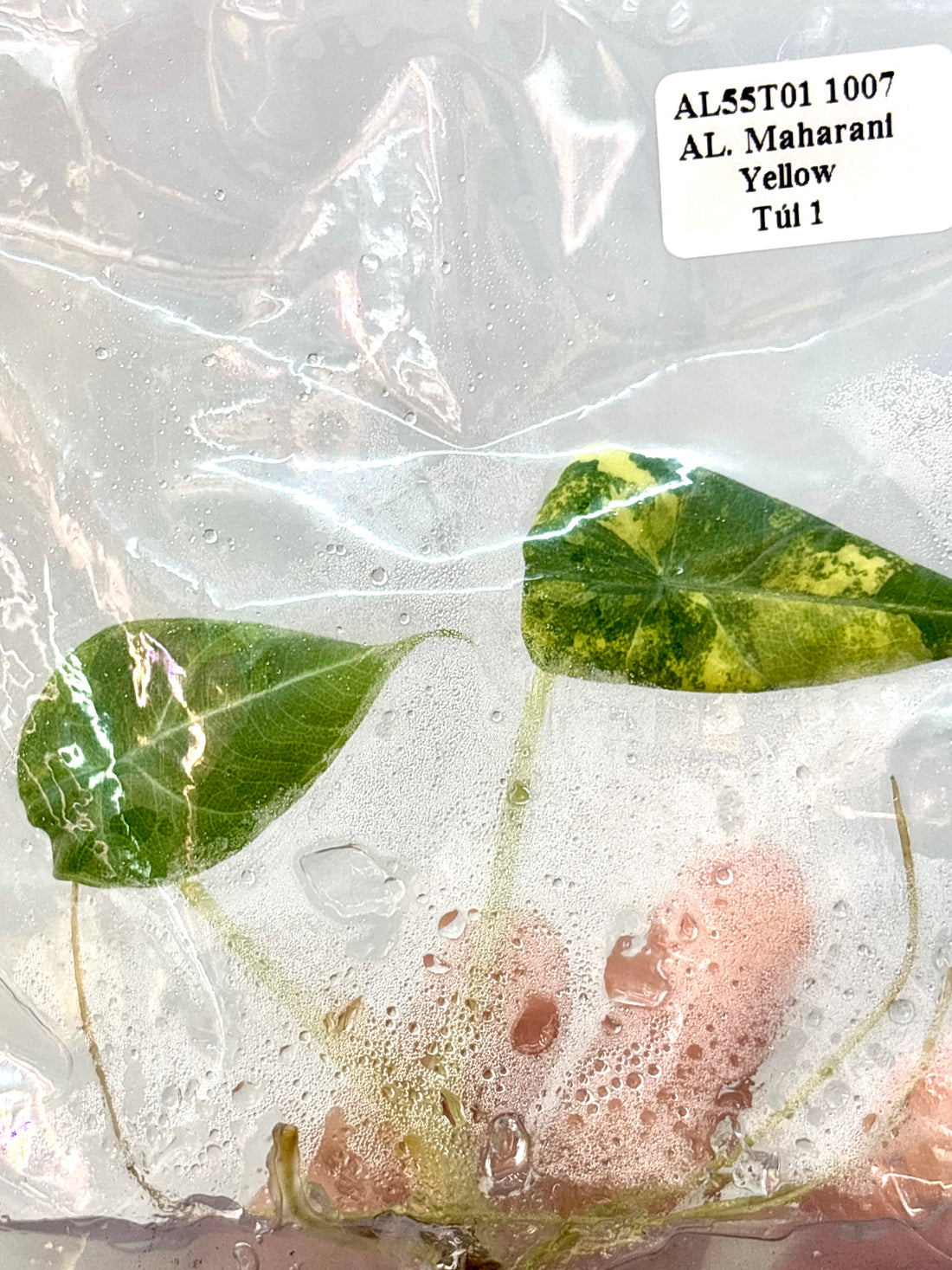 (NEW) Alocasia Maharani Yellow Tissue Culture Grower's Choice